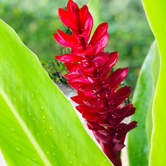 Meet your Posher, Lilian - Picture 1 of 1